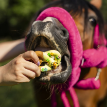 Pretzels with Icing - Candy Horse
