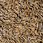 Avena